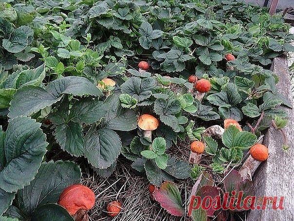 КАК СЕЯТЬ ГРИБЫ
Готовится грибная 