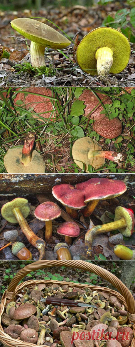 Грибы моховики: основные виды, как выглядят, где растут