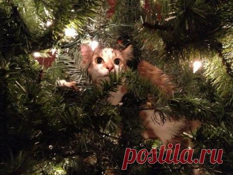 --На Новый  Год  обещали  МЫШЬ подарить. А вдруг  ЖИВУЮ ?
Пережду-ка  я здесь - от греха  подальше.