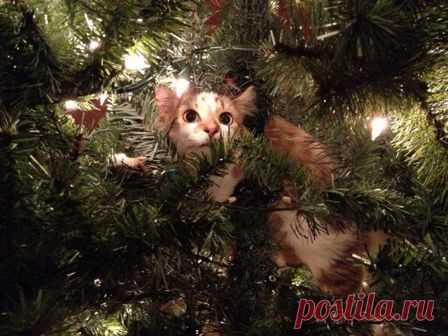 --На Новый  Год  обещали  МЫШЬ подарить. А вдруг  ЖИВУЮ ?
Пережду-ка  я здесь - от греха  подальше.