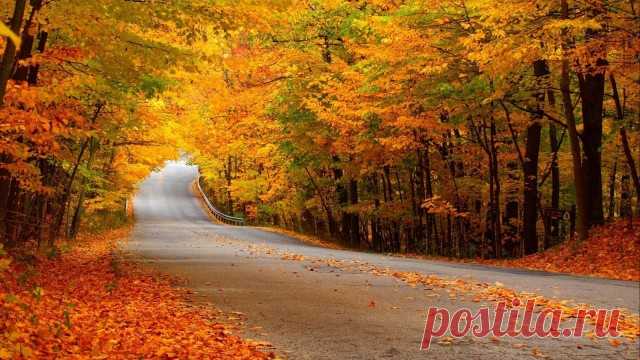 Листьев жёлтых, листьев красных, много в эти дни. посмотрите, как прекрасно выглядят они!