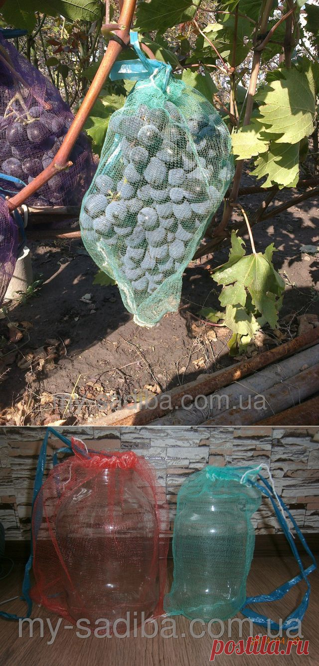 Сетка для защиты кистей винограда от ос, 28*40 см. (5кг.), цена 1,40 грн./ед., купить Токмак — Prom.ua (ID#34093644)