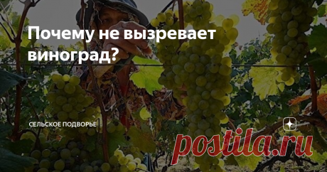 Почему не вызревает виноград? Часто бывает, что по срокам вегетации виноград должен созреть, а его вкусовые качества далеки от сортового стандарта, не набрали сахаристости, кислят.
В чем причина такого явления и можно ли этого избежать?Давайте попробуем разобраться. как всегда кратко и информативно.
Прежде всего не перегружайте кусты винограда. Чем меньше нагрузку на куст мы даем, тем крупнее и слаще будут ягоды. Но все хотят