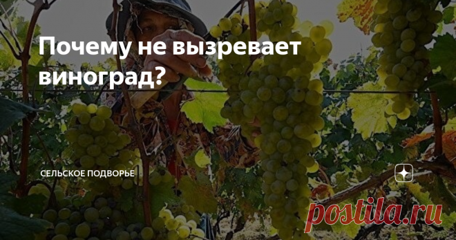 Почему не вызревает виноград? Часто бывает, что по срокам вегетации виноград должен созреть, а его вкусовые качества далеки от сортового стандарта, не набрали сахаристости, кислят.
В чем причина такого явления и можно ли этого избежать?Давайте попробуем разобраться. как всегда кратко и информативно.
Прежде всего не перегружайте кусты винограда. Чем меньше нагрузку на куст мы даем, тем крупнее и слаще будут ягоды. Но все хотят