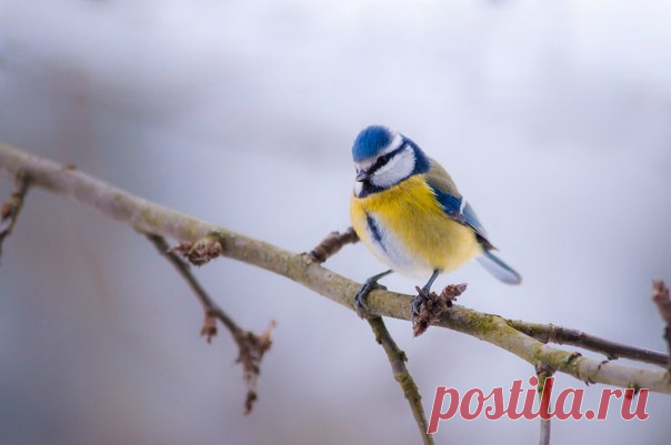 Обыкновенная лазоревка. Автор фото: Вадим Поляков.