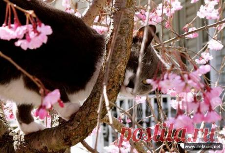 Функция половины генов зависит от пола