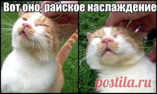 Любишь кошек,присоединяйся!! >> http://ok.ru/milota