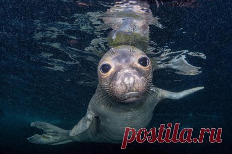 Конкурс подводной фотографии Ocean Art 2020