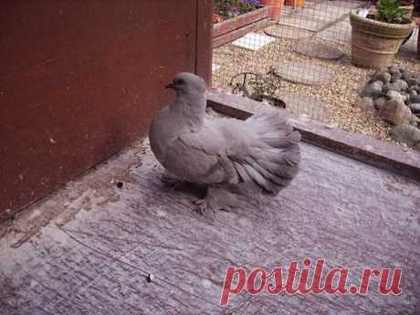 фото летных голуби