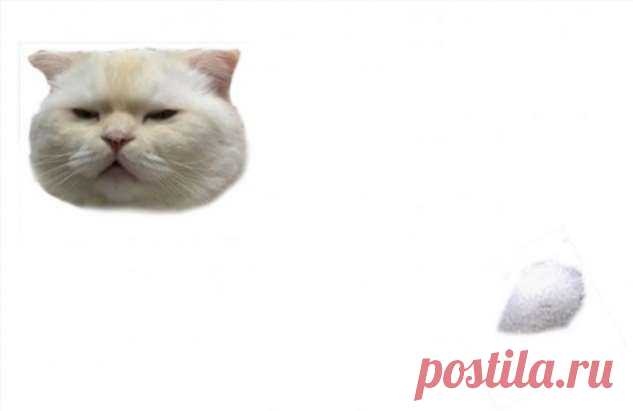 А как бы вы дорисовали этого кота? (18 фото) . Тут забавно !!!