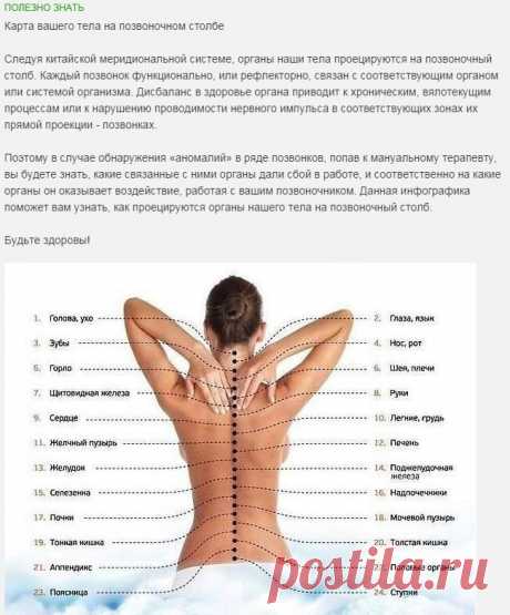 Карта вашего тела на позвоночном столбе.