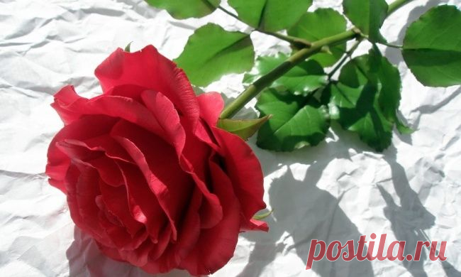 Думаете, это обычная роза? Как бы не так!