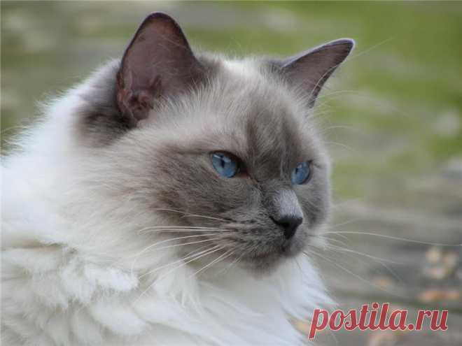 Кошка рэгдолл: фото, цена, описание породы, характер, уход — Все про котов, кошек и котят