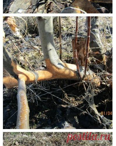 Побывали на даче. Радости и горести