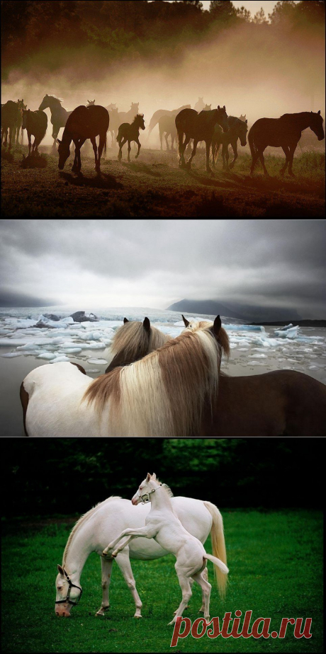 © Прекрасные фотографии лошадей