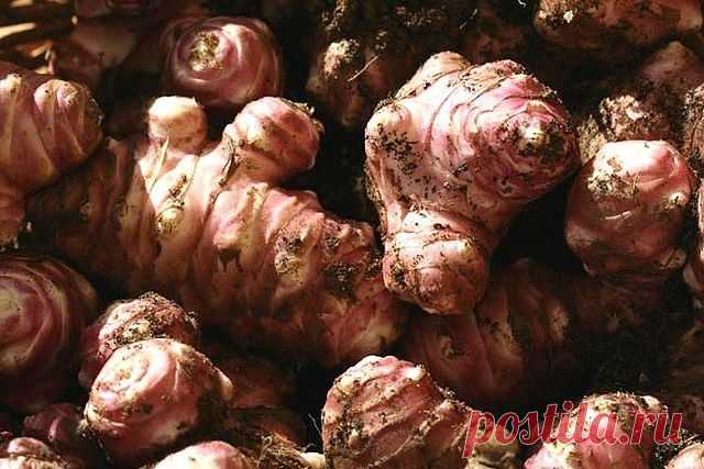 БЕСПЛАТНЫЙ ИНСУЛИН РАСТЕТ НА ОГОРОДЕ!!! | Познавательный сайт ,,1000 мелочей"