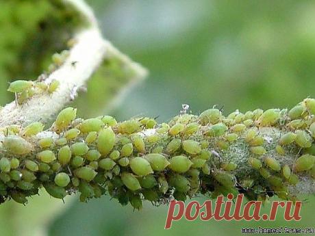 СНОВА О МЕЛКОМ ВРЕДИТЕЛЕ. Обсуждение на LiveInternet - Российский Сервис Онл | Цветы и сад