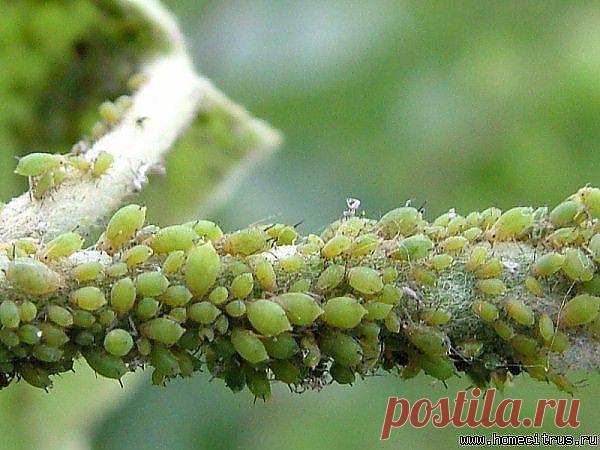 СНОВА О МЕЛКОМ ВРЕДИТЕЛЕ. Обсуждение на LiveInternet - Российский Сервис Онл | Цветы и сад