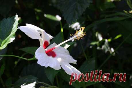 Google+