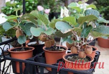 Вырастить настоящее вкусное киви дома на подоконнике — просто. Вот как это сделать — 1001 СОВЕТ
