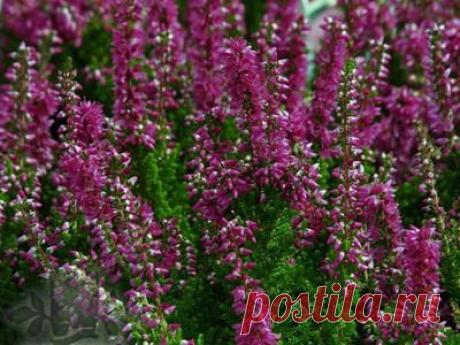 15 сортов вереска Calluna vulgaris для сада — Петербургский клуб дачников и любителей загородной жизни 12 соток