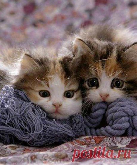 Worried Kitten Faces! | Cute Kitten | House Cat | Cat Smirk