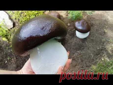 Мастер класс - грибы из цемента