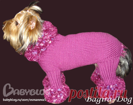 Вязаная одежда для собак и кошек "Bagira-Dog" - Домашние животные - Babyblog.ru