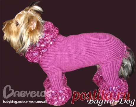 Вязаная одежда для собак и кошек &quot;Bagira-Dog&quot; - Домашние животные - Babyblog.ru