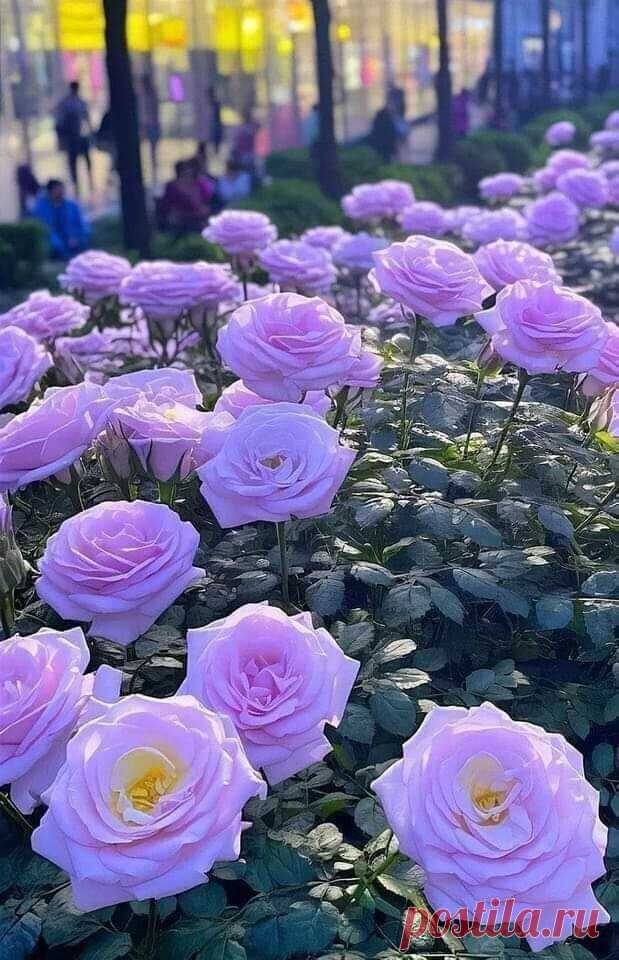 i (619×960)