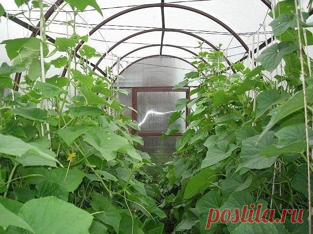 Как в теплице обновить (улучшить грунт), крыша не снимается, чтоб моим любимым помидоркам всего хватило? 

ОТВЕТ от Галины Кизимы:

