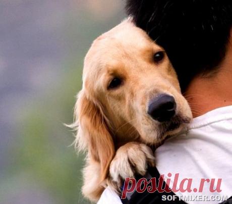 Чему могут люди поучиться у собак | Позитив в картинках и не только