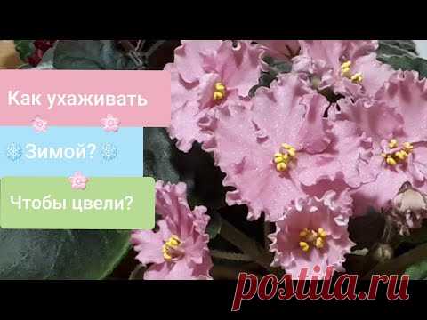 Фиалки! Как ухаживать ЗИМОЙ, чтобы ЦВЕЛИ? + жизнь на подоконнике - как помочь фиалкам?