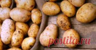 ВОТ КАК ВЫРАЩИВАЮТ КАРТОШКУ В ФИНЛЯНДИИ - ЕСТЬ ЧЕМУ ПОУЧИТЬСЯ!