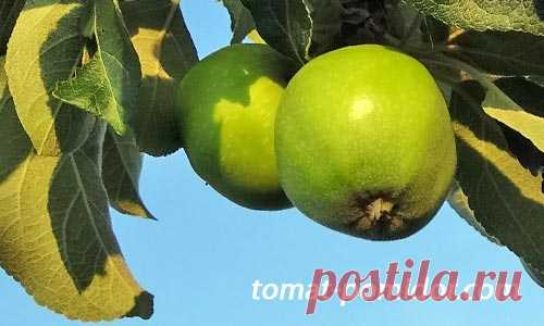 Посадка яблони, выбор саженца, уход в первый год | Выращивание томатов на дачном участке