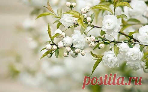 (21) Одноклассники