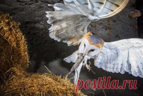 Что такое естественный отбор?