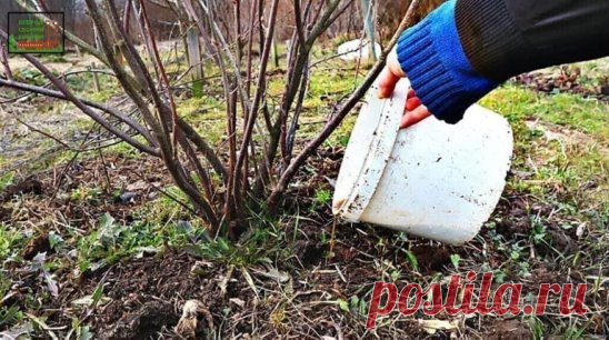 Смородина у меня теперь растет размером с вишню. Копеечная подкормка, которая с этим помогает. Вносить нужно в мае(рецепт)
Буквально 4 года назад я открыла себя прекрасную подкормку, которая значительно увеличила урожайность смородины, а ягоды теперь растут размером с вишню.
Как сделать и внести подкормку
Берем 10 литров теплой воды и добавляем 2 столовые ложки монофосфата калия, купить его можно буквально за 50-70 рублей, а хватает такой упаковки на 2-3 года, поэтому сред...