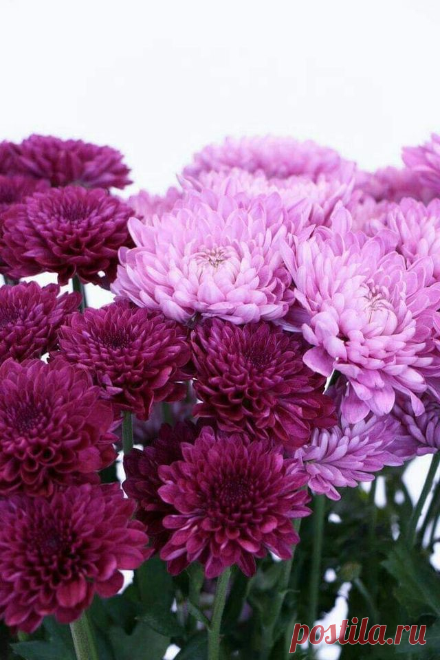 Всю Жизнь цветы не оставляют Нас,
Красивые наследники Природы...💞