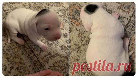 20 смешных зверушек, которые рады принести радость и улыбки в любой дом