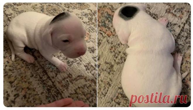 20 смешных зверушек, которые рады принести радость и улыбки в любой дом