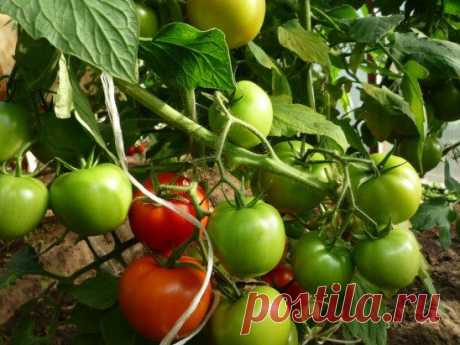 Фурацилин от фитофторы
