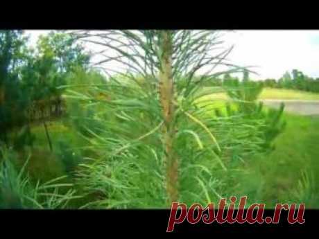 Лечение хвоей сосны, ели, кедра, пихты