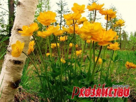 Разрешите представить – купальница