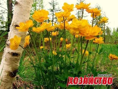 Разрешите представить – купальница
