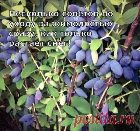 Несколько советов по уходу за жимолостью сразу, как только растает снег 
Сочную, сладкую, с незначительной кислинкой и едва уловимой горчинкой жимолость любят все. Но для того чтобы наслаждаться обильным урожаем вкусных ягод придется потрудиться и обеспечить кустарнику нужный уход.