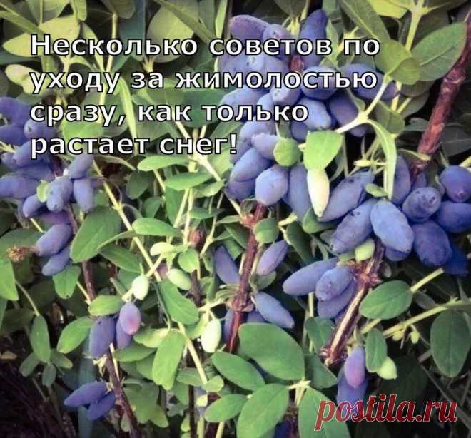 Несколько советов по уходу за жимолостью сразу, как только растает снег 
Сочную, сладкую, с незначительной кислинкой и едва уловимой горчинкой жимолость любят все. Но для того чтобы наслаждаться обильным урожаем вкусных ягод придется потрудиться и обеспечить кустарнику нужный уход.
