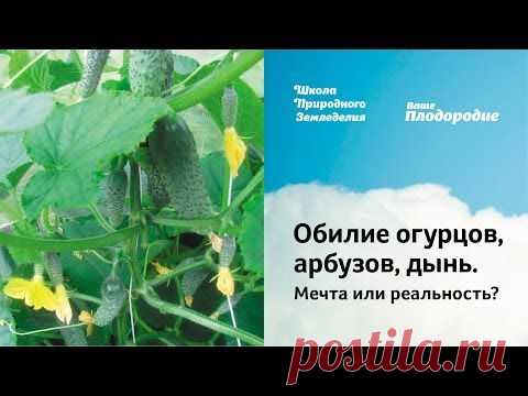 Обилие огурцов, арбузов, дынь. Мечта или реальность?.
