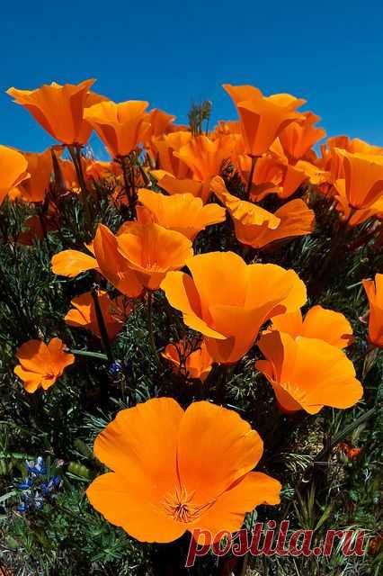 Orange poppies,  flickr от Steve's Reflections  |  Pinterest: инструмент для поиска и хранения интересных идей