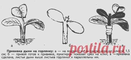 (1) Одноклассники